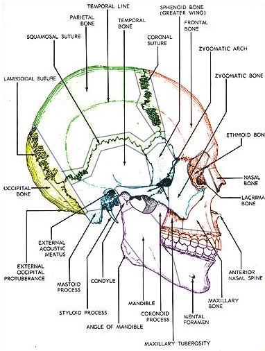 the map